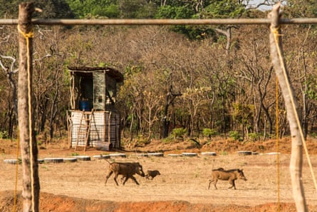 A family of warthogs runs across the airstrip at the main base in Chinko.