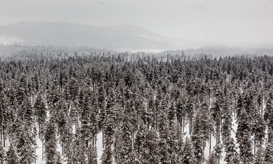 Forest in Jokkmokk area covered in snow