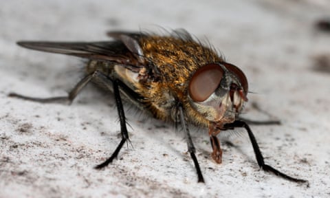 A blowfly