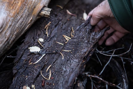 Pieces of bark, discovered on the ground and patterned with bark beetle galleries, indicated to scientists that something was wrong with a nearby sequoia.