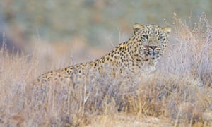 Персийски леопард
