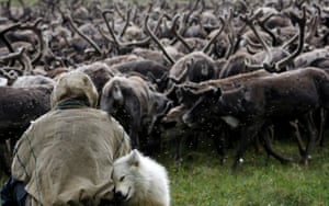 A Nenets tribesman sits in front of a herd of reindeers on the Yamal peninsula, north of the polar circle.