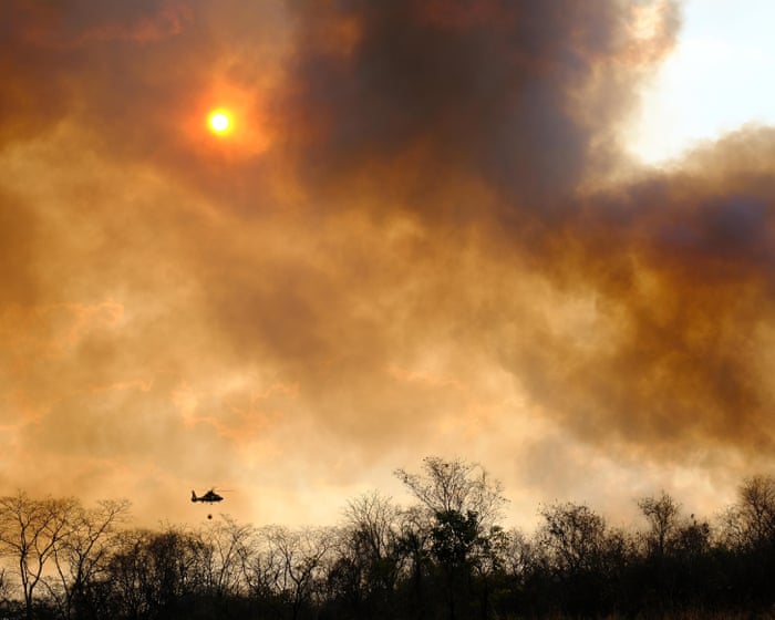 ‘When the forests burn, the sickness comes’: how protecting trees shields millions from disease