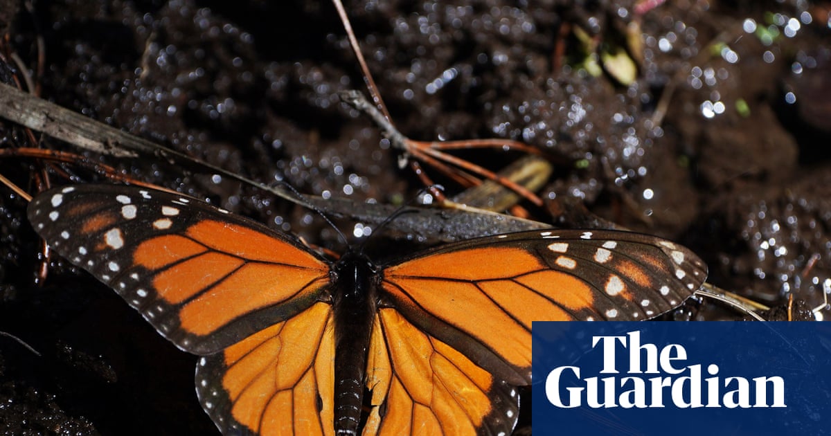 Mexico’s monarch butterfly population jumps 64%, offering hope for at-risk species