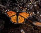 Mexico’s monarch butterfly population jumps 64%, offering hope for at-risk species