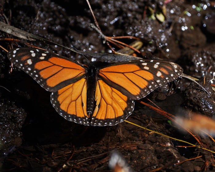 Mexico’s monarch butterfly population jumps 64%, offering hope for at-risk species