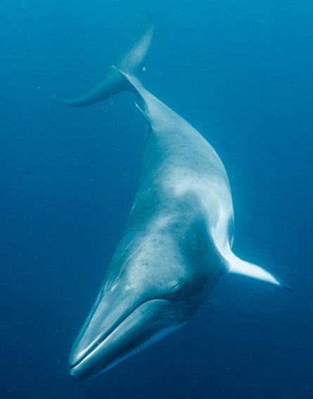 A minke whale swims, underwater, towards the camera with a closed-looking eye and a fin extended