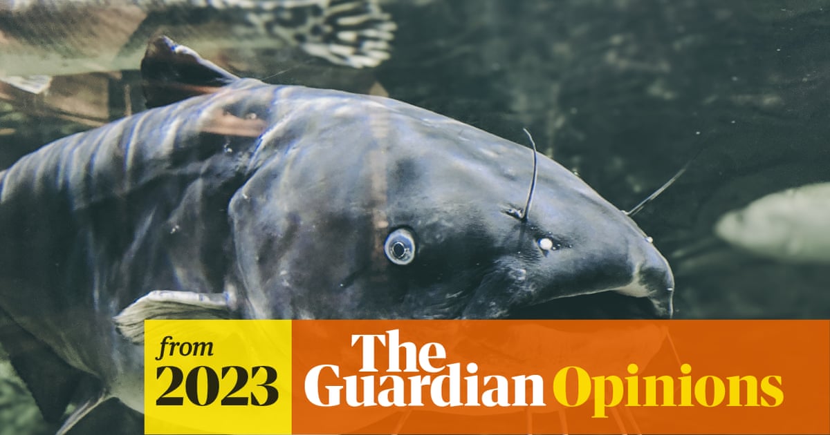 How Long Can a Catfish Survive Out of Water: Surprising Facts Revealed