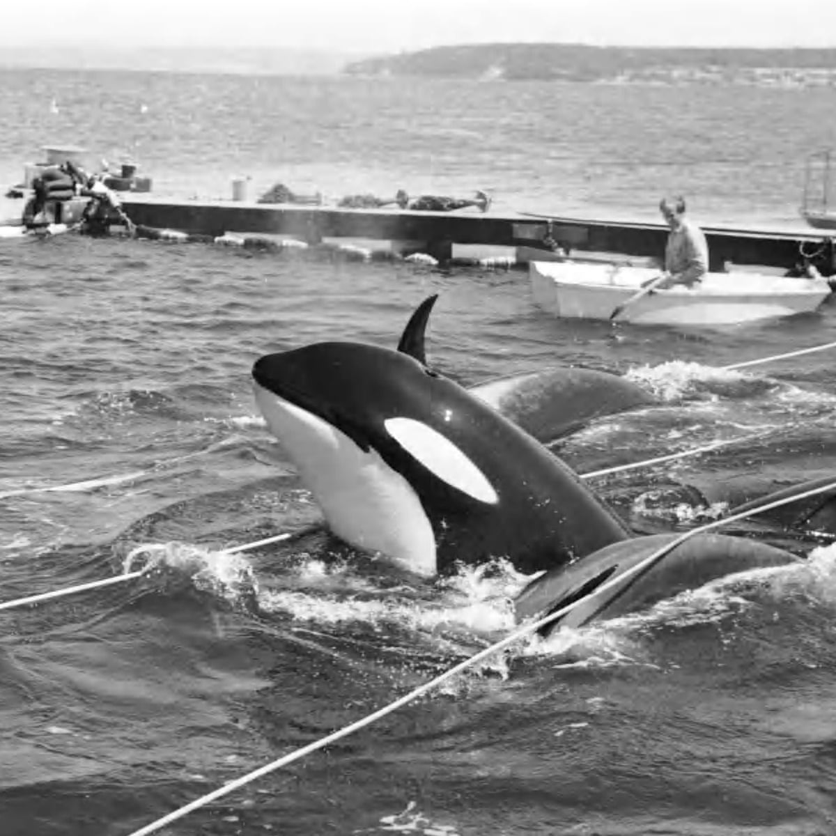 should killer whales be kept in captivity for and against