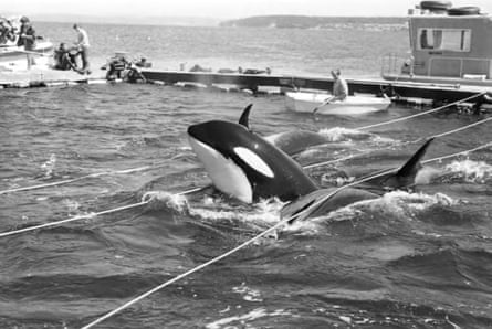 A black and white photograph of penned-in orcas surfacing between ropes and surrounded by fishing vessels and people.