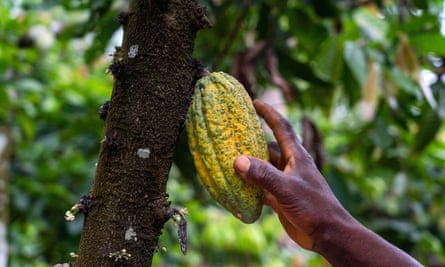 A farmer’s hand reaches for a cocoa fruit on a cocoa plantation in Ghana