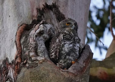 Powerful owls are gentle giants stalking our suburbs, but they are also on the edge Powerful owls are increasingly dependent on remnants of suburban bushland for their survival. Photograph: Dr Nick Hamilton
