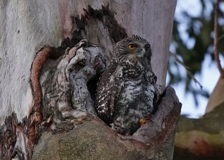 A powerful own with chicks pictured nesting in inner-city Brisbane