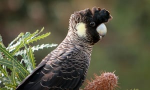 Carnaby’s black cockatoo was identified in the report as one of the birds which have been in decline as a result of existing laws. 