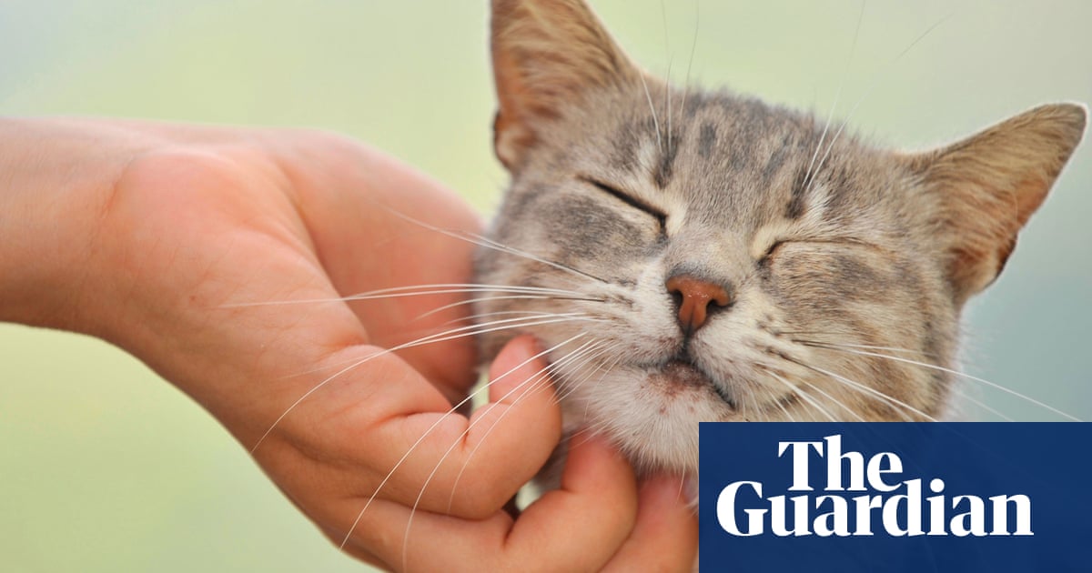 Train police in how pets are used by domestic abusers, says charity