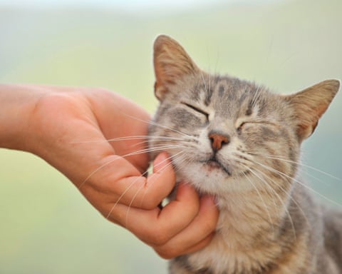 Stroking a cat