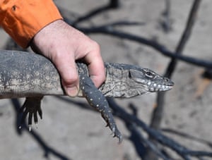 An endangered Rosenberg’s monitor after being rescued from the fires.