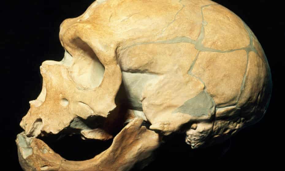 A Neanderthal skull.