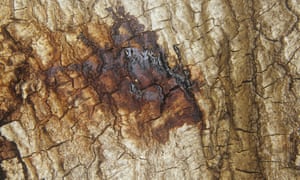 Oozing from the bark of a live oak (Quercus) suffering from Sudden Oak Death.