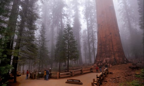 The General Sherman sequoia, the world's largest tree in Sequoia National Park