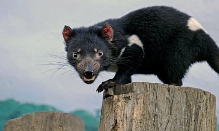 Tasmania Rules Out Halving Insurance Population Of Disease Free Devils Tasmanian Devils The Guardian