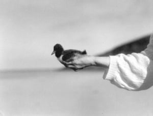 Oystercatcher in hand, 1930-35, by Margaret Fay Shaw