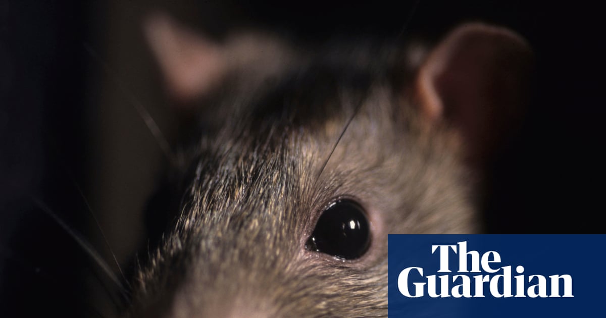 The Yorkshire mega-rat: a 22-inch rodent and the great global rat crisis of 2025