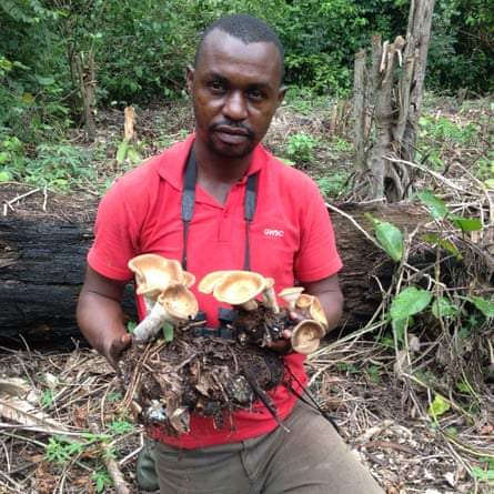 A young African man in a forest holding large cup-like fungi