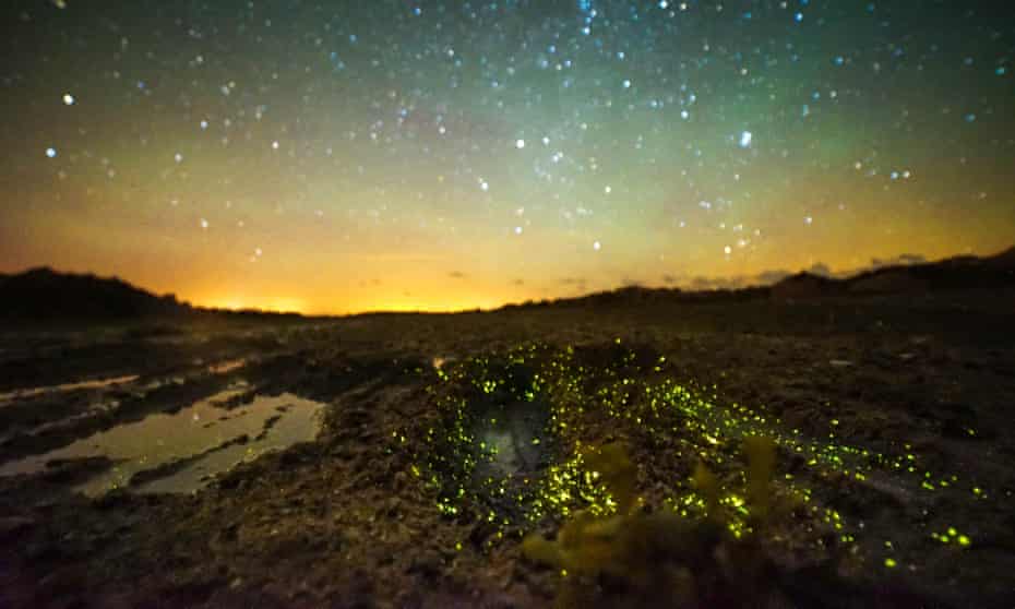 Bright Sparks Why Jersey s Dazzling Glowworms Are A Secret Worth bright-sparks-why-jersey-s-dazzling-glowworms-are-a-secret-worth