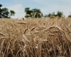 US wheat farmers navigate uncertainty amid drought and geopolitical chaos