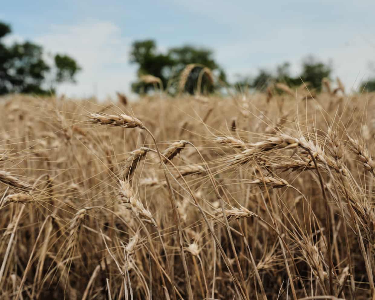 Global food prices could spike further