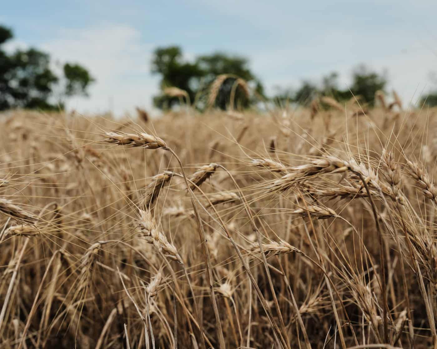 Trade wars add to farmer pain