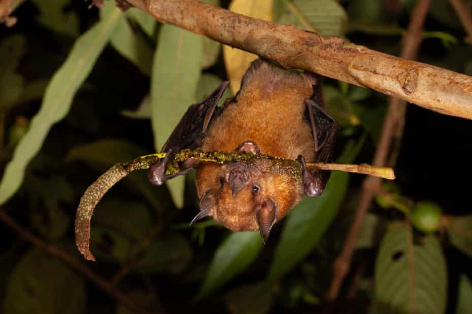 The little yellow-shouldered bat