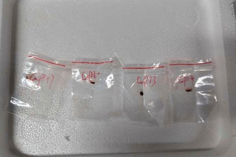 The toxic fungus Fusarium graminearum, which was allegedly smuggled into the US in the backpack of a Chinese scientist.