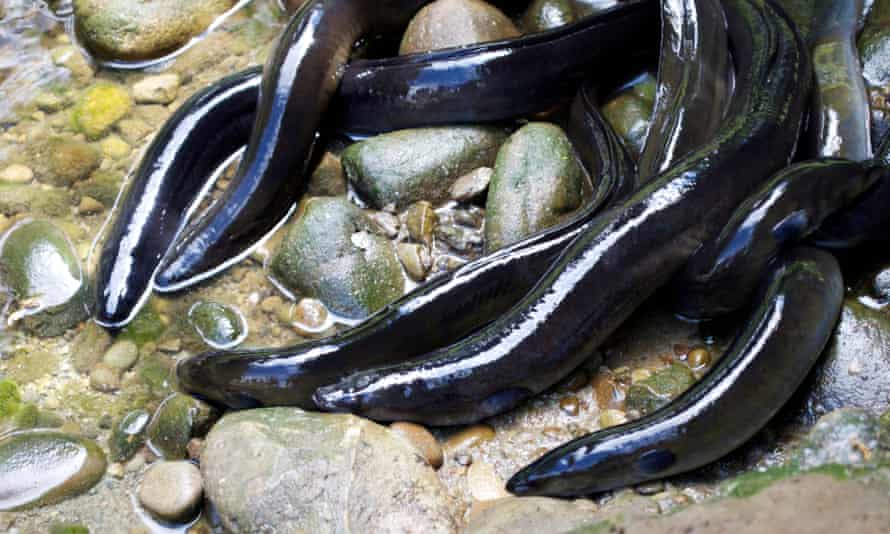 New Zealand’s longfin eels