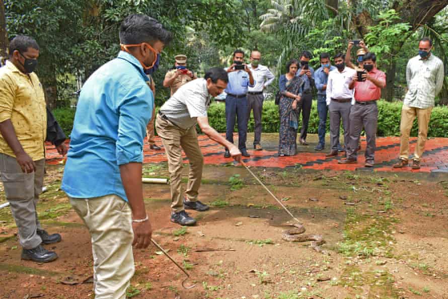 Sandeep Das rescues a Russell's viper.