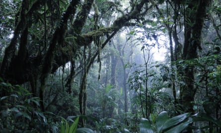 Mlačný les Monteverde je domovem asi 3 000 druhů rostlin a také obrovského množství volně žijících živočichů.