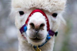 close up of Lama's face