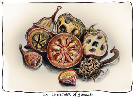 An assortment of gumnuts