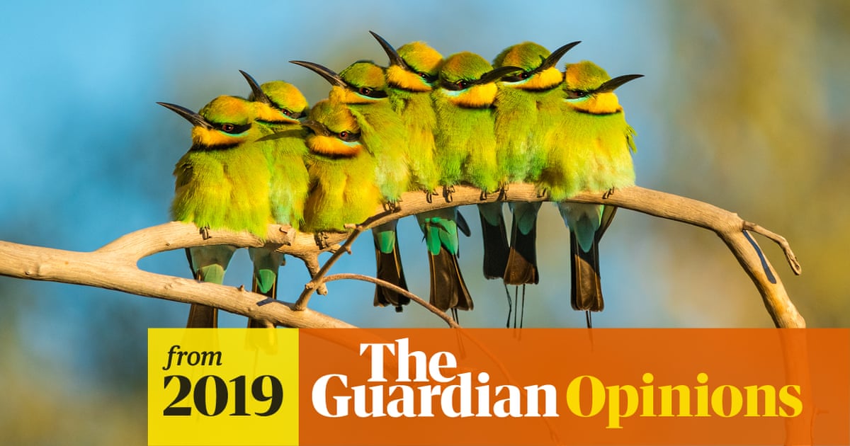 Australia S Beloved Native Birds Are Disappearing And The Cause Is Clear Jeremy Simmonds Alvaro Salazar James Watson And Martine Maron For The Conversation The Guardian