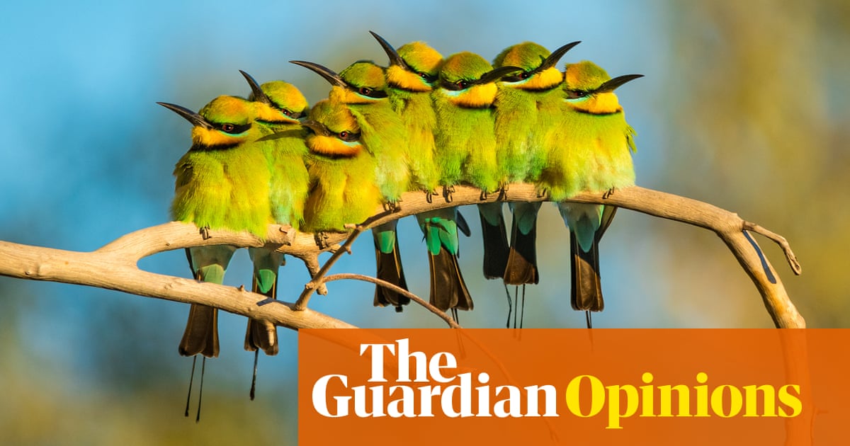 Australia S Beloved Native Birds Are Disappearing And The Cause