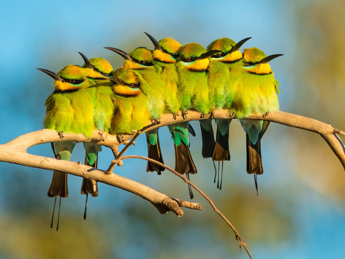australia s beloved native birds are disappearing and the cause is clear jeremy simmonds alvaro salazar james watson and martine maron for the conversation the guardian