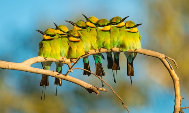 Along Australia’s heavily populated east coast, population declines have been noted for the rainbow bee-eater.
