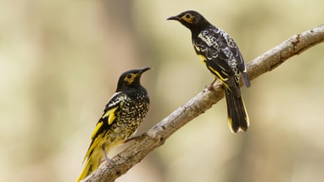Hur Australian Regent Honeyeaters minns fel låtar - video