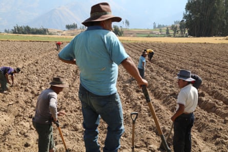 Men wearing broad-brimmed hats use shovels to cultivate a field