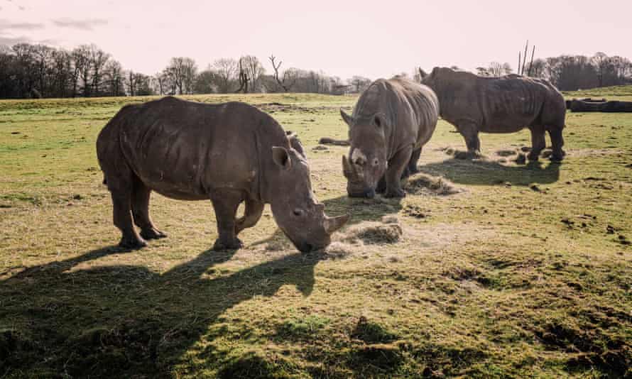 White Rhinos at Whipsnade.