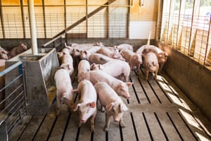 Young hogs are gathered in pens at Butler Farms in Lillington, NC. The hogs live on slatted flooring which their waste is washed through and gathered before being pumped into covered lagoons.