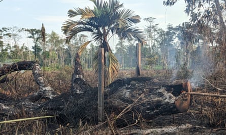 Smoke billows from the embers of a large tree in a pasture just outside Krausirpi.