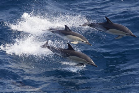 Dolphins seen from a ferry.