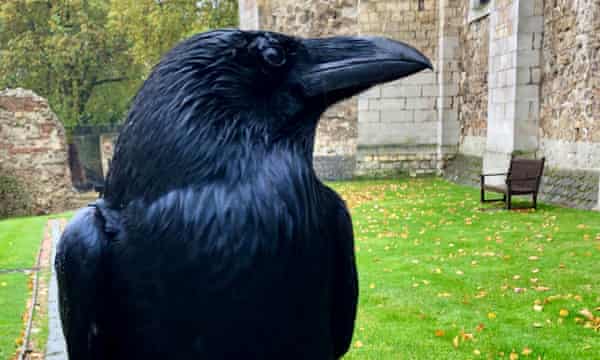 Merlina, known as the queen of the Tower of London’s ravens, has not been seen for weeks.